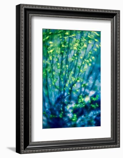 First Leaves-Ursula Abresch-Framed Photographic Print