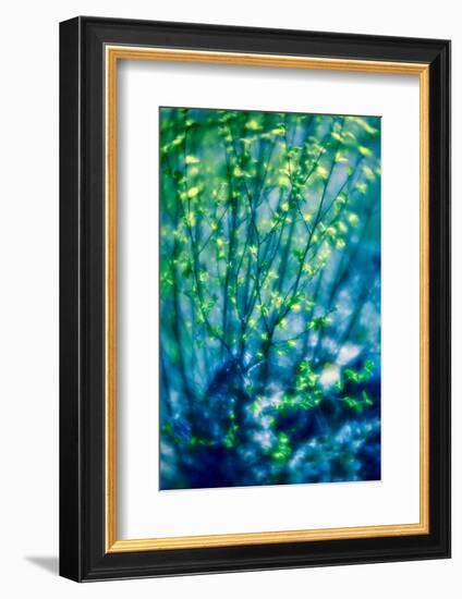 First Leaves-Ursula Abresch-Framed Photographic Print