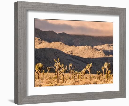 First Light In Joshua Tree National Park-Daniel Kuras-Framed Photographic Print