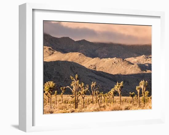 First Light In Joshua Tree National Park-Daniel Kuras-Framed Photographic Print