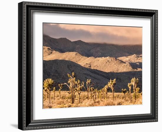 First Light In Joshua Tree National Park-Daniel Kuras-Framed Photographic Print