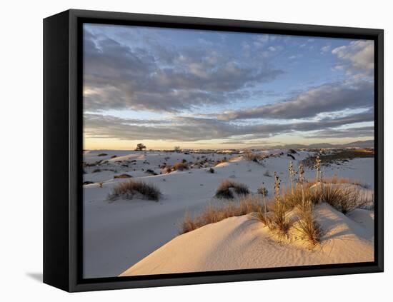 First Light on a Cluster of Yucca Among the Dunes, White Sands National Monument, New Mexico, USA-James Hager-Framed Premier Image Canvas