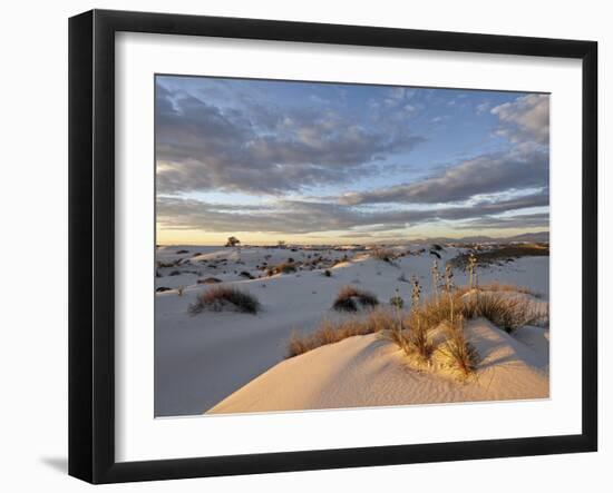 First Light on a Cluster of Yucca Among the Dunes, White Sands National Monument, New Mexico, USA-James Hager-Framed Photographic Print