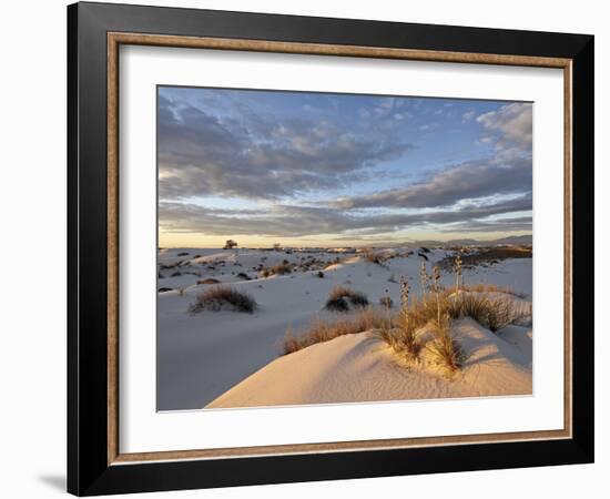 First Light on a Cluster of Yucca Among the Dunes, White Sands National Monument, New Mexico, USA-James Hager-Framed Photographic Print