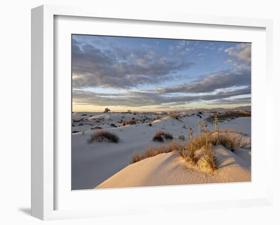 First Light on a Cluster of Yucca Among the Dunes, White Sands National Monument, New Mexico, USA-James Hager-Framed Photographic Print