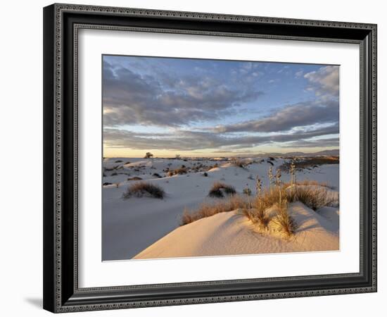 First Light on a Cluster of Yucca Among the Dunes, White Sands National Monument, New Mexico, USA-James Hager-Framed Photographic Print