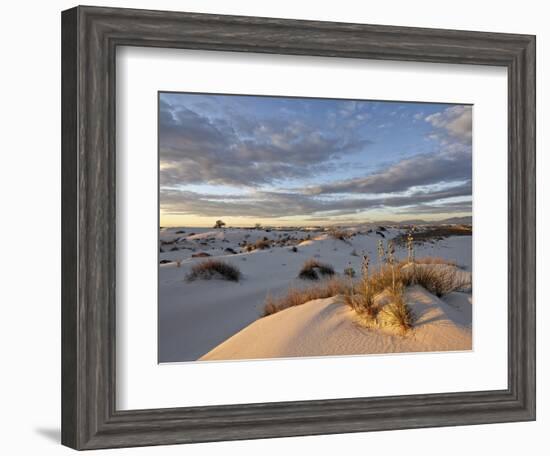 First Light on a Cluster of Yucca Among the Dunes, White Sands National Monument, New Mexico, USA-James Hager-Framed Photographic Print