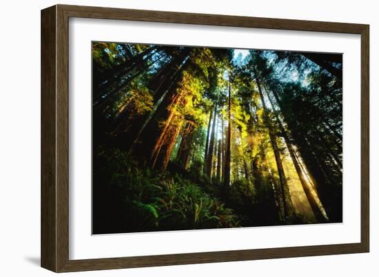 First Light Redwood Forest, Praire Creek Redwoods, California Coast-Vincent James-Framed Photographic Print