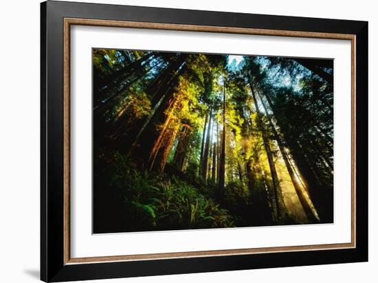 First Light Redwood Forest, Praire Creek Redwoods, California Coast-Vincent James-Framed Photographic Print