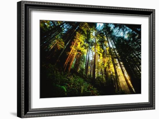 First Light Redwood Forest, Praire Creek Redwoods, California Coast-Vincent James-Framed Photographic Print