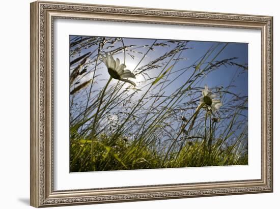 First Signs of Summer-Adrian Campfield-Framed Photographic Print