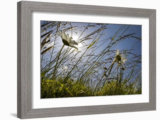 First Signs of Summer-Adrian Campfield-Framed Photographic Print