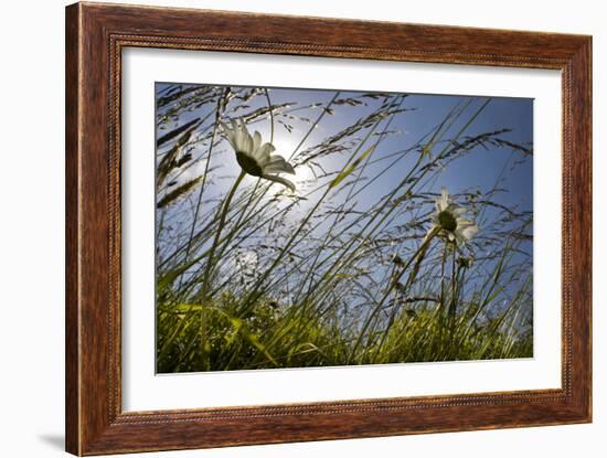 First Signs of Summer-Adrian Campfield-Framed Photographic Print