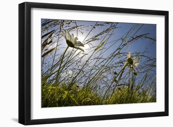 First Signs of Summer-Adrian Campfield-Framed Photographic Print