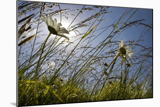 First Signs of Summer-Adrian Campfield-Mounted Photographic Print