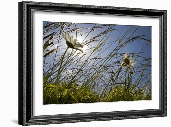 First Signs of Summer-Adrian Campfield-Framed Photographic Print