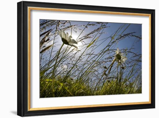 First Signs of Summer-Adrian Campfield-Framed Photographic Print