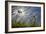 First Signs of Summer-Adrian Campfield-Framed Photographic Print