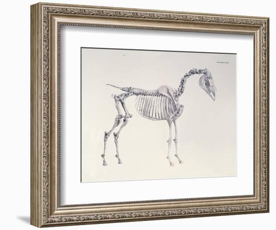 First Skeleton Table, from 'The Anatomy of the Horse'-George Stubbs-Framed Giclee Print