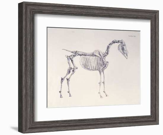 First Skeleton Table, from 'The Anatomy of the Horse'-George Stubbs-Framed Giclee Print