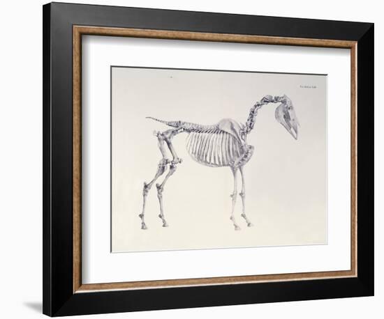 First Skeleton Table, from 'The Anatomy of the Horse'-George Stubbs-Framed Giclee Print