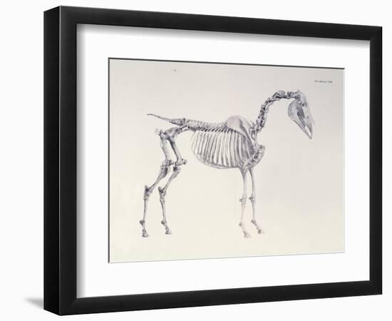 First Skeleton Table, from 'The Anatomy of the Horse'-George Stubbs-Framed Giclee Print