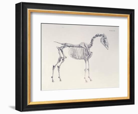 First Skeleton Table, from 'The Anatomy of the Horse'-George Stubbs-Framed Giclee Print