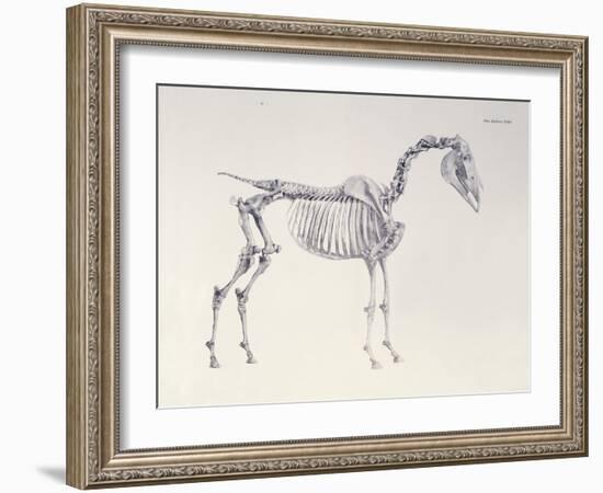 First Skeleton Table, from 'The Anatomy of the Horse'-George Stubbs-Framed Giclee Print