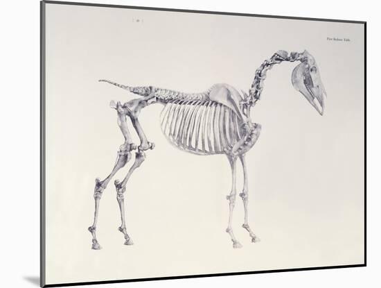 First Skeleton Table, from 'The Anatomy of the Horse'-George Stubbs-Mounted Giclee Print