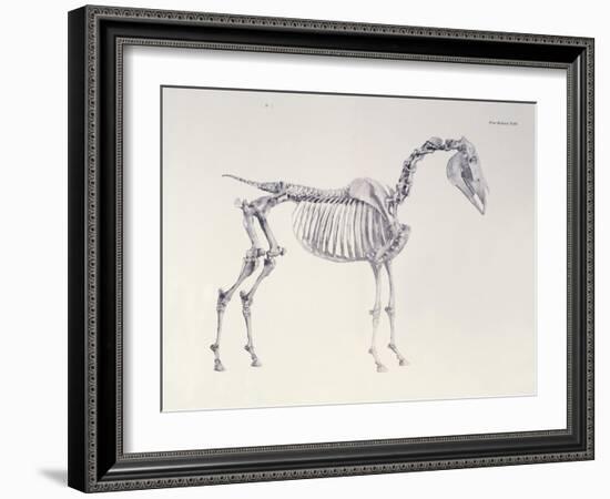 First Skeleton Table, from 'The Anatomy of the Horse'-George Stubbs-Framed Giclee Print