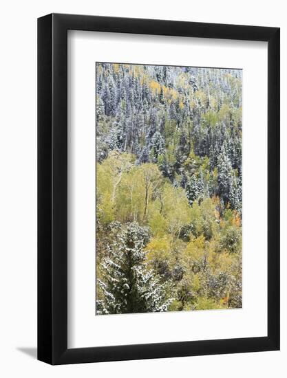 First Snow in Routt National Forest, Colorado-Maresa Pryor-Framed Photographic Print