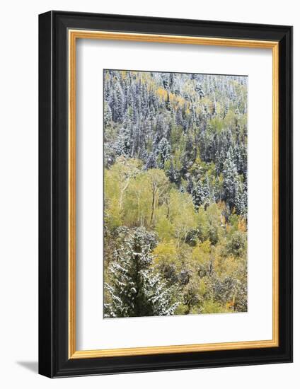 First Snow in Routt National Forest, Colorado-Maresa Pryor-Framed Photographic Print