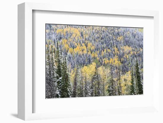 First Snow in Routt National Forest, Colorado-Maresa Pryor-Framed Photographic Print