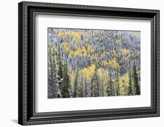 First Snow in Routt National Forest, Colorado-Maresa Pryor-Framed Photographic Print
