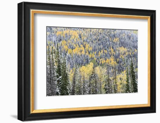 First Snow in Routt National Forest, Colorado-Maresa Pryor-Framed Photographic Print