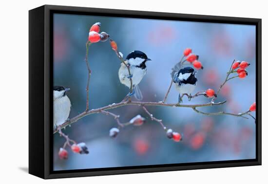 First Snow with Birds. Three Songbirds, Great Tit and Coal Tit, on Snowy Wild Rose Branch. Winter S-Ondrej Prosicky-Framed Premier Image Canvas