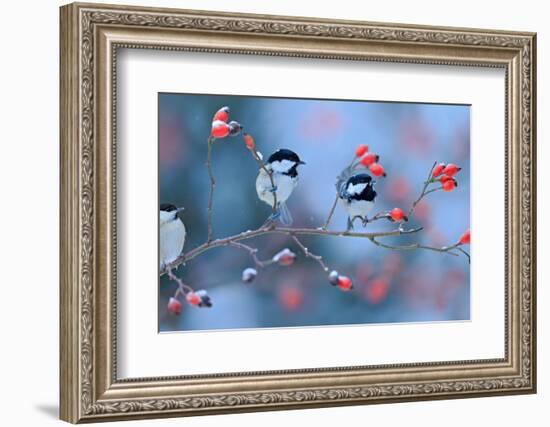 First Snow with Birds. Three Songbirds, Great Tit and Coal Tit, on Snowy Wild Rose Branch. Winter S-Ondrej Prosicky-Framed Photographic Print