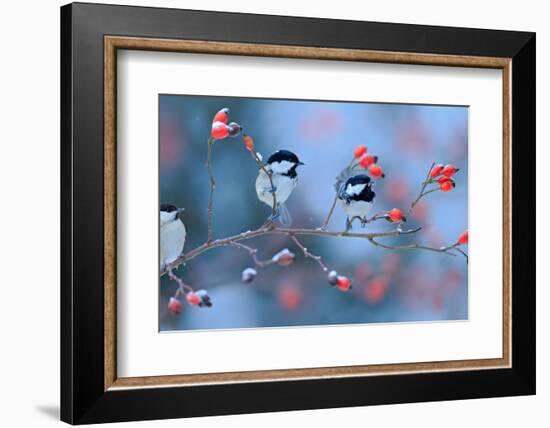 First Snow with Birds. Three Songbirds, Great Tit and Coal Tit, on Snowy Wild Rose Branch. Winter S-Ondrej Prosicky-Framed Photographic Print