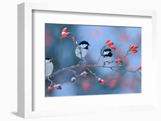 First Snow with Birds. Three Songbirds, Great Tit and Coal Tit, on Snowy Wild Rose Branch. Winter S-Ondrej Prosicky-Framed Photographic Print