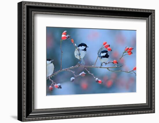First Snow with Birds. Three Songbirds, Great Tit and Coal Tit, on Snowy Wild Rose Branch. Winter S-Ondrej Prosicky-Framed Photographic Print