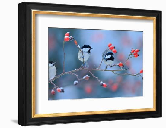 First Snow with Birds. Three Songbirds, Great Tit and Coal Tit, on Snowy Wild Rose Branch. Winter S-Ondrej Prosicky-Framed Photographic Print