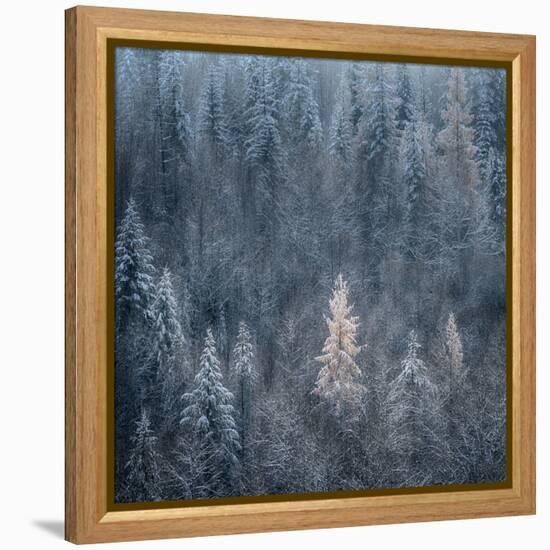 First Snow-Ursula Abresch-Framed Premier Image Canvas