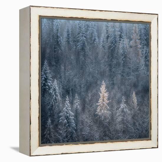First Snow-Ursula Abresch-Framed Premier Image Canvas