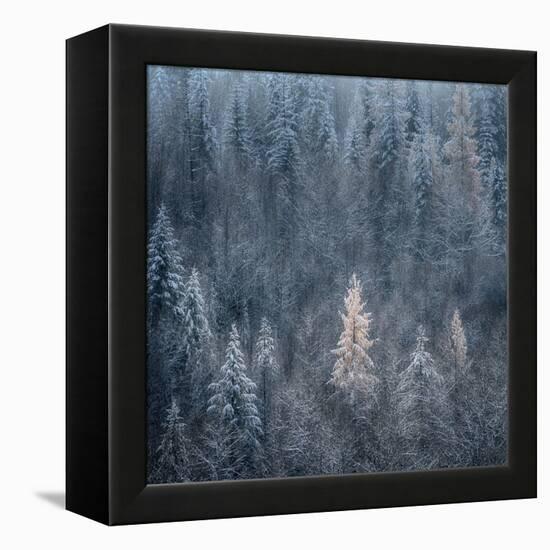 First Snow-Ursula Abresch-Framed Premier Image Canvas