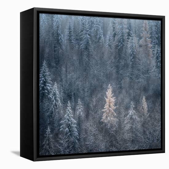 First Snow-Ursula Abresch-Framed Premier Image Canvas