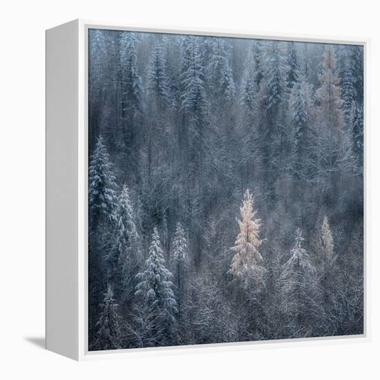 First Snow-Ursula Abresch-Framed Premier Image Canvas