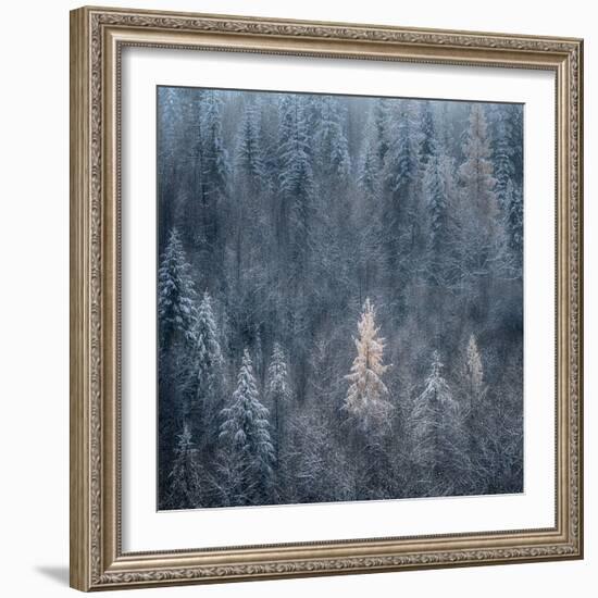 First Snow-Ursula Abresch-Framed Photographic Print