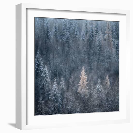 First Snow-Ursula Abresch-Framed Photographic Print