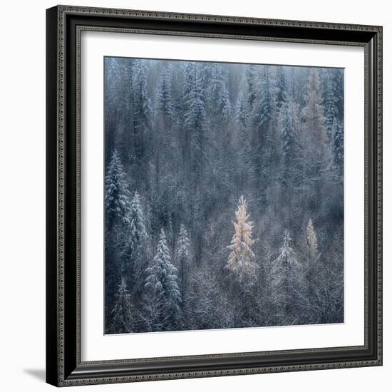 First Snow-Ursula Abresch-Framed Photographic Print