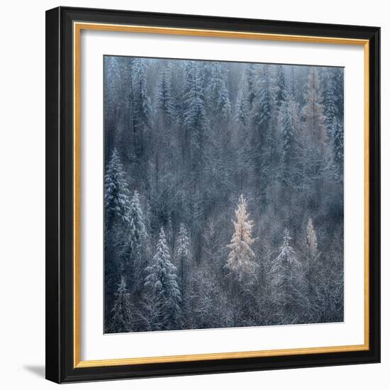 First Snow-Ursula Abresch-Framed Photographic Print